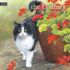 Cats in the Country-Lang kalender 2026