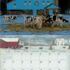 Cow Calender legacy kalender 2026 B
