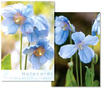 10 Notecards Leonard Meconopsis Flowers