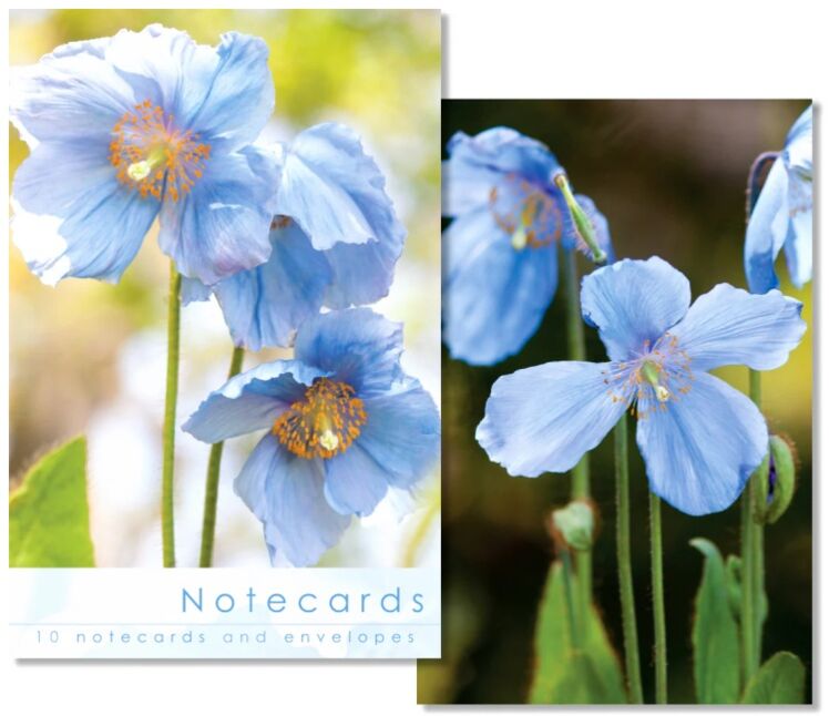 10 Notecards Leonard Meconopsis Flowers