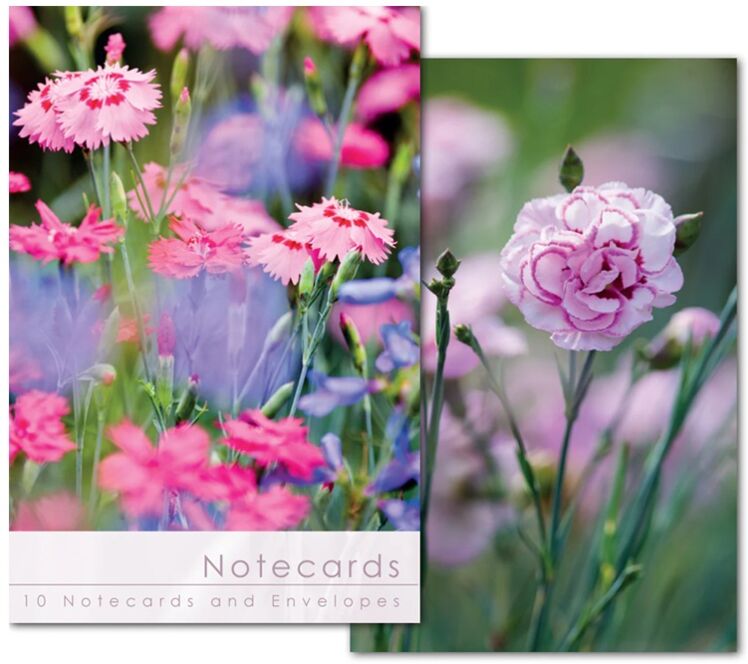 10 Notecards Leonard Pink Carnations