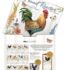Proud Rooster-Lang kalender 2027 h