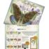 Butterflies-Lang kalender 2027 h
