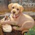 Puppy-Lang kalender 2027