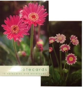 W124 Pink Gerbera